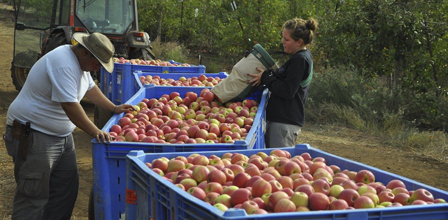 Israel, tierra de manzanas y miel, los ingredientes imprescindibles para recibir el año nuevo
